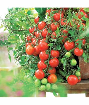 Jignisha Seeds Hybrid Tomato Vegetable ( 50 Seeds )
