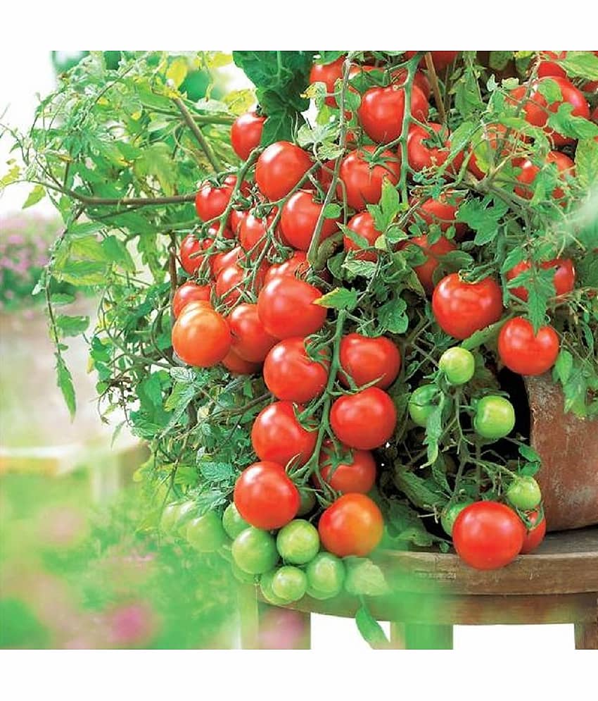 Jignisha Seeds Hybrid Tomato Vegetable ( 50 Seeds )