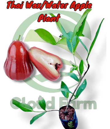 Cloud Farm Outdoor Fruit Plant ( Pack of 1 )