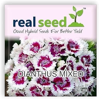 Dianthus Mixed Hybrid Imported Flower Seeds