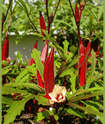 Red Okra Bhindi Hybrid (Lady's Finger) pack of 30 seeds