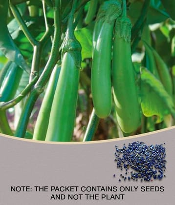 Brinjal Seeds Pusa Green Long , Green Seeds For home Garden