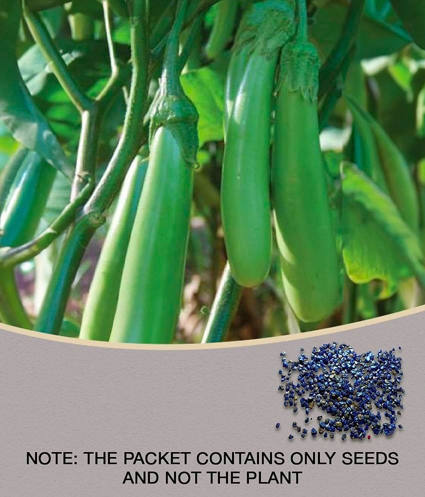 Brinjal Seeds Pusa Green Long , Green Seeds For home Garden