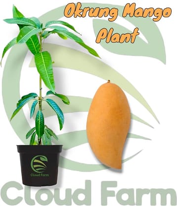 Cloud Farm Outdoor Fruit Plant ( Pack of 1 )