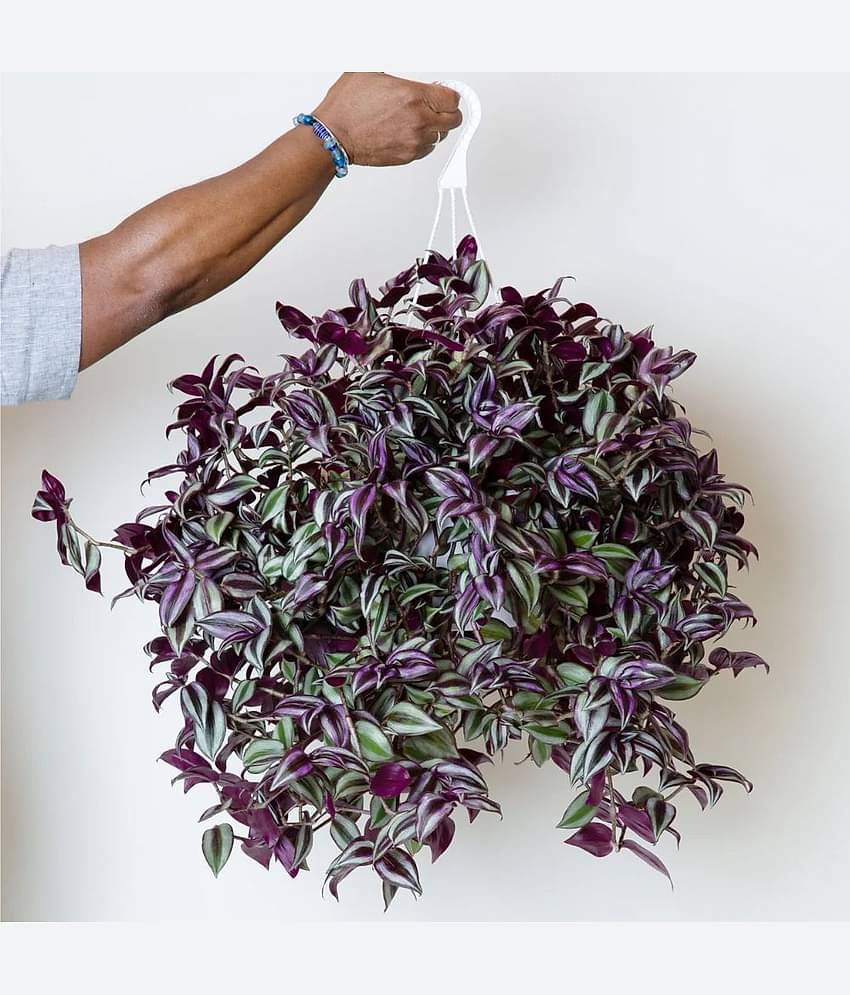 Live Wandering Jew Plant – Hanging & Creeper Ornamental Plants