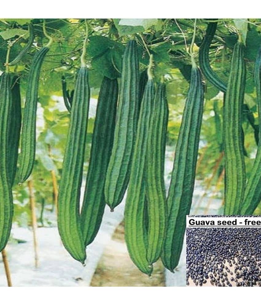 Homeagro Seeds Combo - Ridge Gourd (Toree) Vegetable ( 20 seed ) and Broccoli Vegetable ( 50 Seeds )