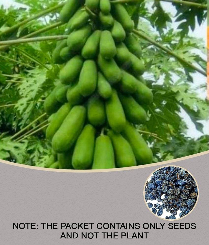 sky star agro & co. - Papaya Fruit ( 50 Seeds )