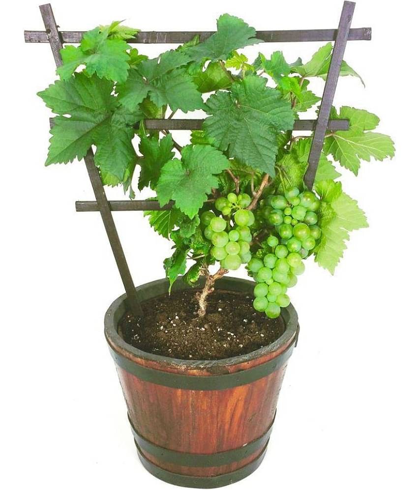 Organic Grape Fruit Bonsai Suitable Tree Seeds | Pack of 20 seeds