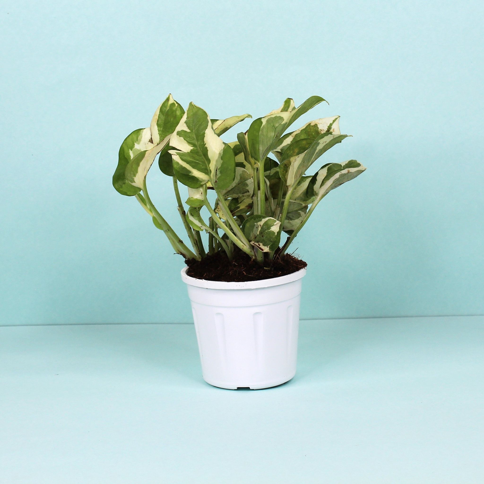 Money Plant N'Joy-Grow Pot / White