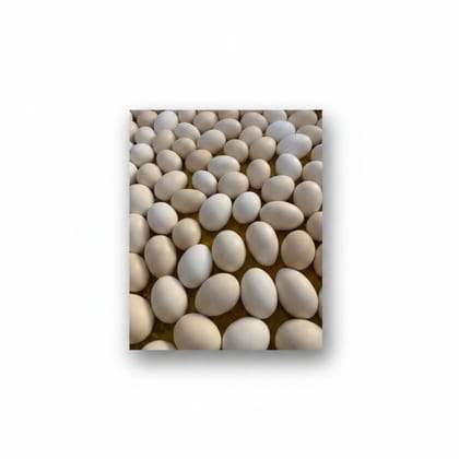 Fresh White Eggs - 70 kg - Bulk pack of eggs