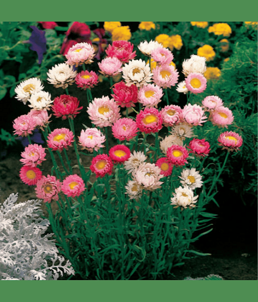 Heliychrysum mix type flower plant 30 seeds pack with free cocopeat and user manual