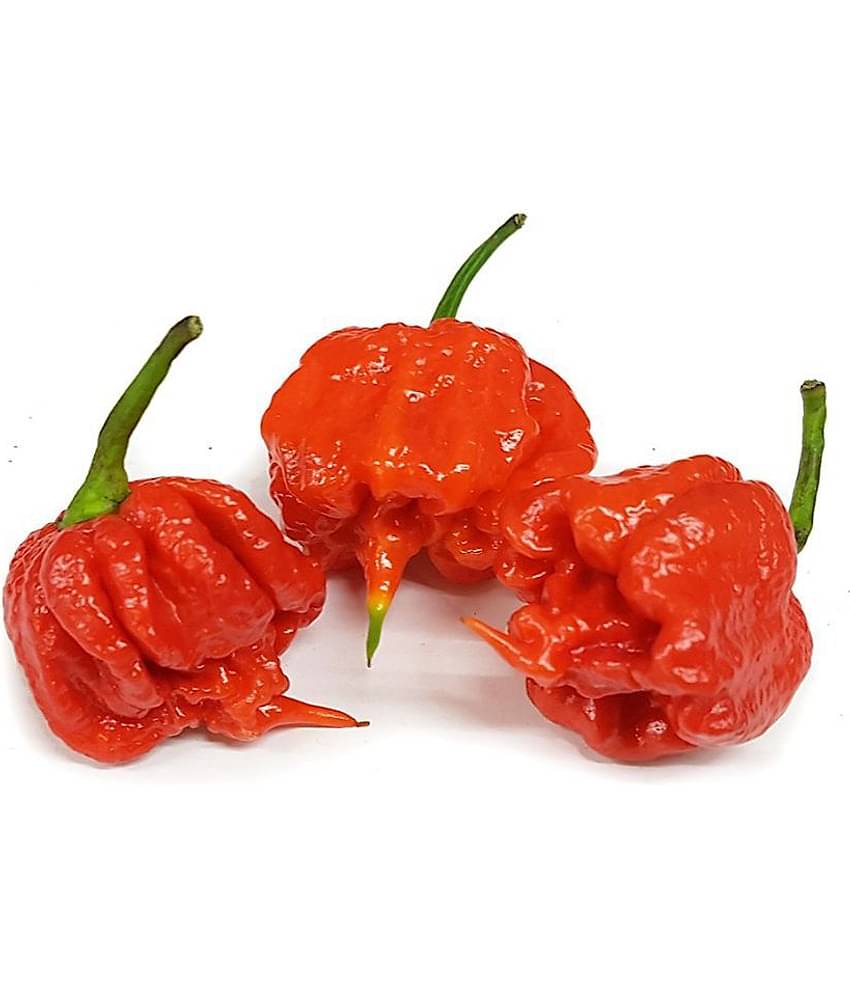 Matrix Carolina Reaper World Hottest Chilli Seed