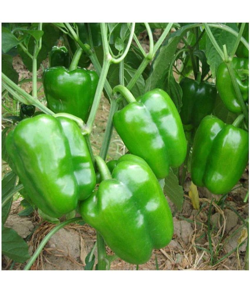 TrustBasket Open Pollinated Capsicum green seed50 seeds