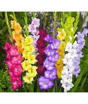 CLASSIC GREEN EARTH - Gladiolus Flower ( 5 Seeds )