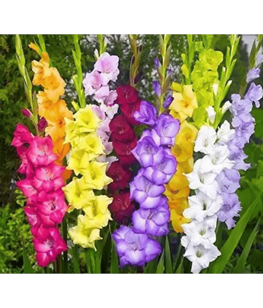 CLASSIC GREEN EARTH - Gladiolus Flower ( 5 Seeds )