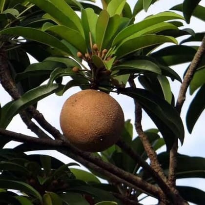 Cricket Ball Chiku(Grafted)plant