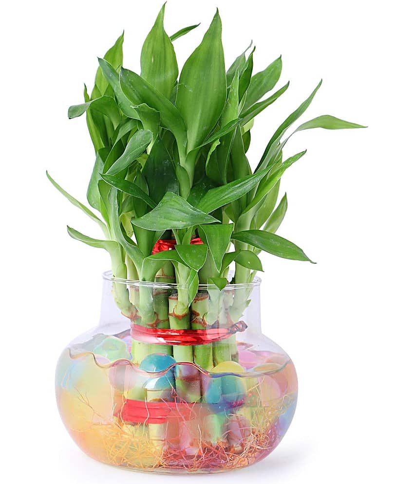 Green plant indoor Indoor Bamboo Plant ( Pack of 1 )