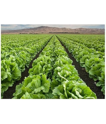 SHOP 360 GARDEN Organic Lettuce Iceberg Vegetable Seeds - Pack of 100 Seeds