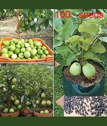 homeagro - Combo of Thailand Guava Fruit ( 100 seed ) and Grapes Fruit ( 20 Seeds )