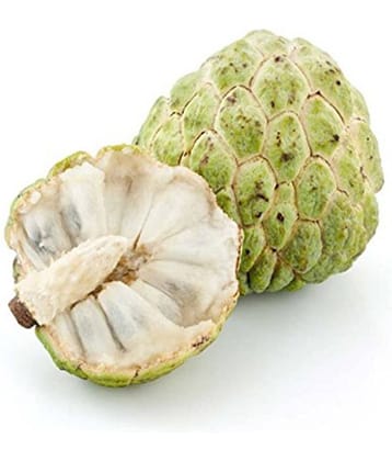 OhhSome Custard Apple Fruit Seeds