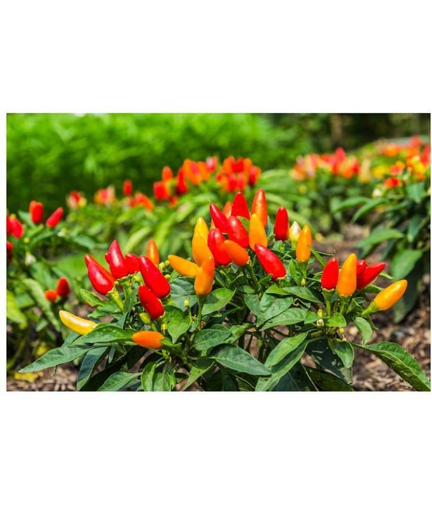 Pepper Chilli Hybrid Bengali surajmukhi Type, 50 Seeds Packets