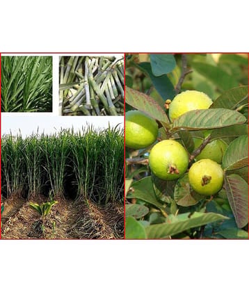 Shivam organic Seeds Combo - Napier Grass ( 500 seeds) and Thailand Guava Fruit ( 100 seed )