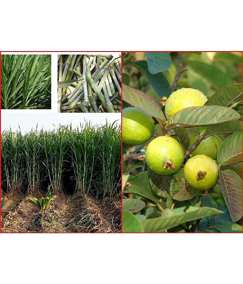 Shivam organic Seeds Combo - Napier Grass ( 500 seeds) and Thailand Guava Fruit ( 100 seed )