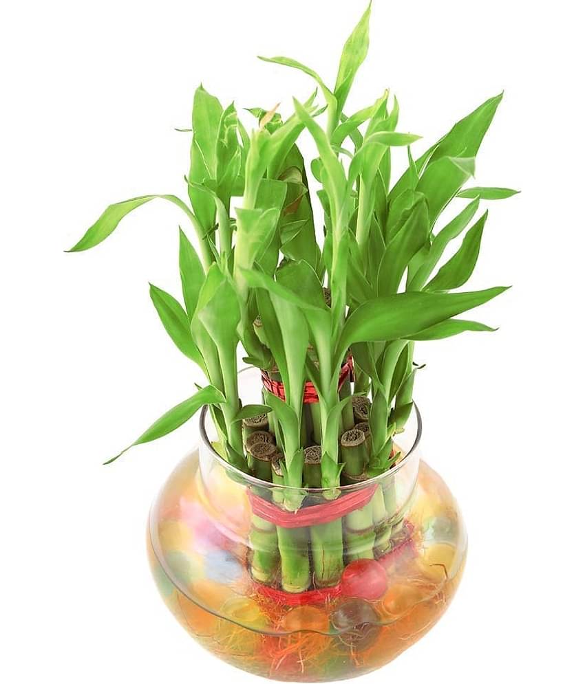 Green plant indoor - Green Wild Artificial Flower ( Pack of 1 )