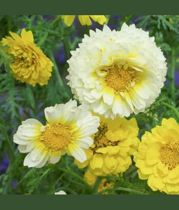 homeagro - Indian Chrysanthemum Mixed Flower ( 50 Seeds )