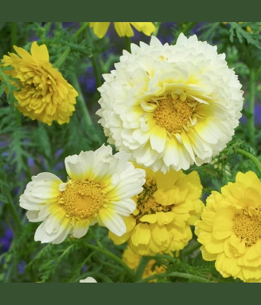 homeagro - Indian Chrysanthemum Mixed Flower ( 50 Seeds )