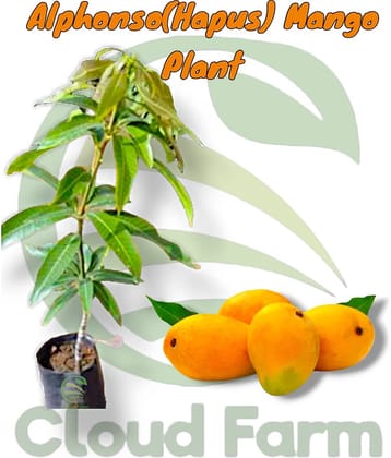 Cloud Farm Outdoor Fruit Plant ( Pack of 1 )