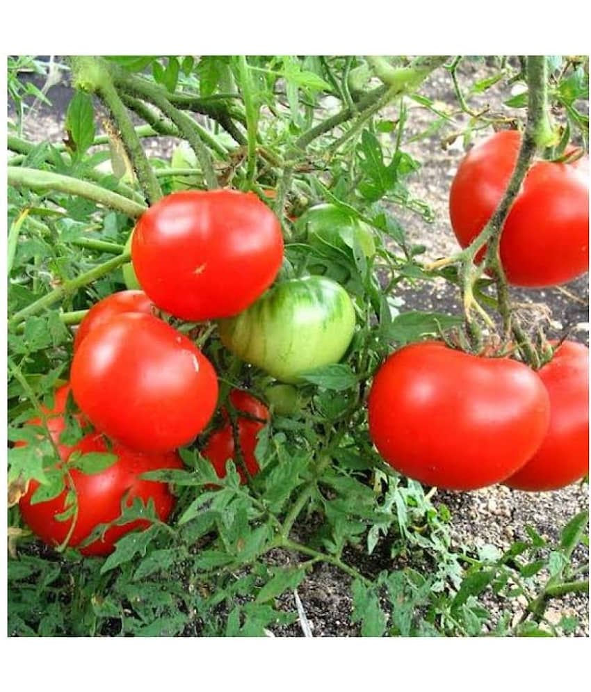 Tomato Seed(50 per packet)