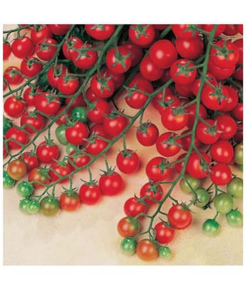 Cherry Tomato High Germination Seeds - Pack of 50 Hybrid Seeds
