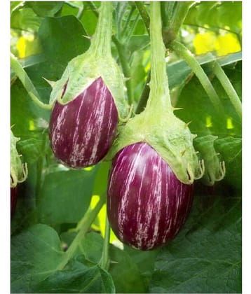 BRINJAL Seeds, F1 Hybride ( 50 seeds)