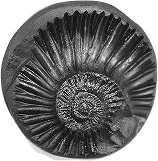 REAL SEED Laxmi Surya Sudarshan Shaligram Shila from Gandaki River, Nepal | Approx. Size - 3.5 CMS