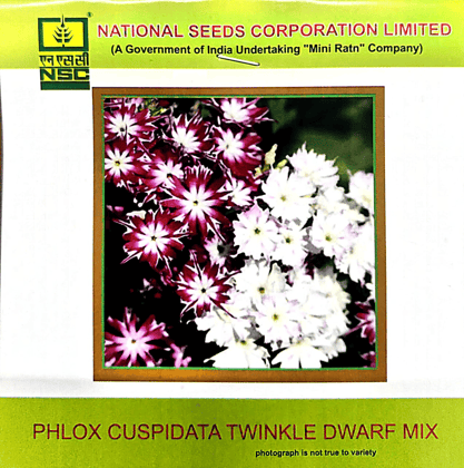 NSC Phlox Cuspidata Twinkle Dwarf Mixed Flower Seed