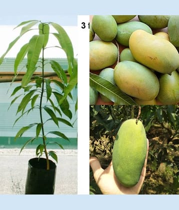 Cloud Farm Outdoor Mango Fruit Plant Pack of 1