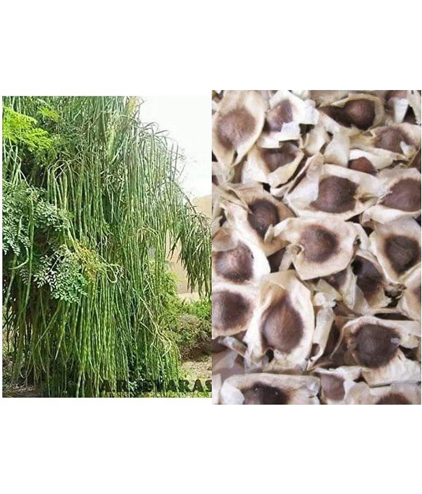 Organic Moringa Drumstick Seeds (Saijan ki Phalli, Saragavo) | pack of 15 seeds