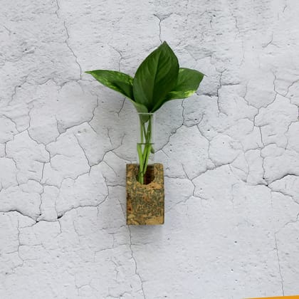 The Mohraj Cork Tapered Fridge Planter