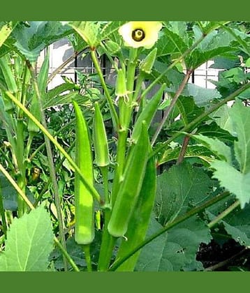 Jignisha Seeds Lady Finger Vegetable ( 25 Seeds )