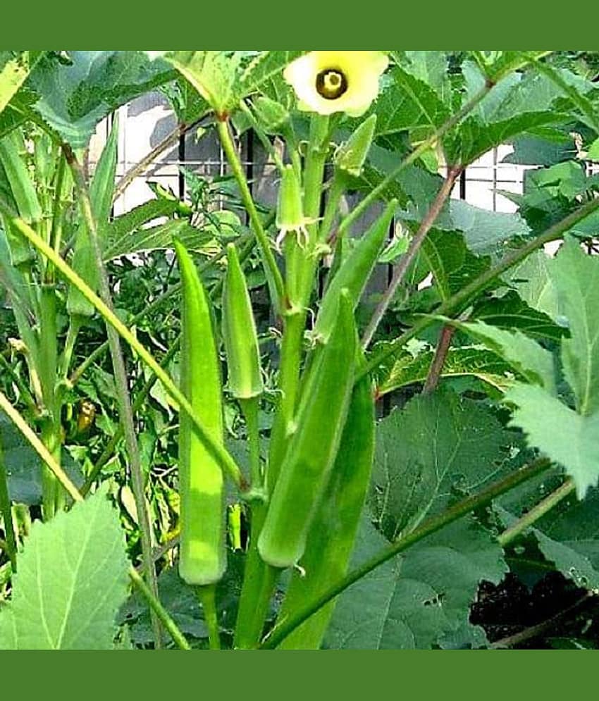 Jignisha Seeds Lady Finger Vegetable ( 25 Seeds )