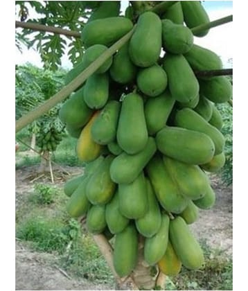 Natural garden Plants Thai Papaya Hybrid Variety Dwarf Fruit Seeds - Pack of 25