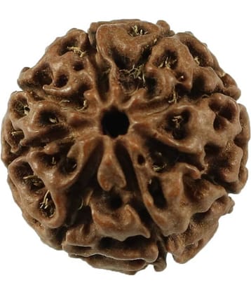 Rashi Ratan Bhagya 8 Mukhi Indonesia 8 Face Rudraksha