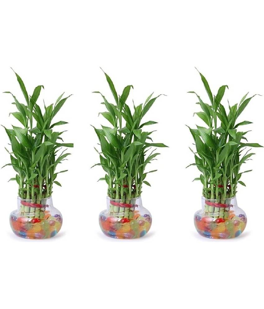 Green plant indoor - Green Wild Artificial Flowers With Pot ( Pack of 3 )