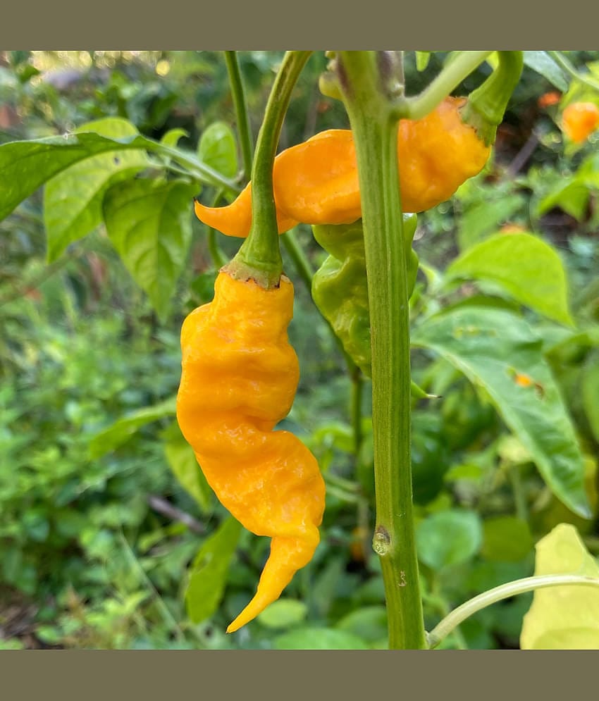 Organic Bhut Jolokia Chilli Vegetable ( 30 Seeds )