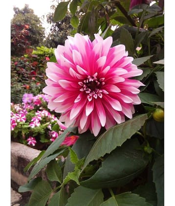 Dahlia Flowers Seeds with growing cocopeat 40 seeds