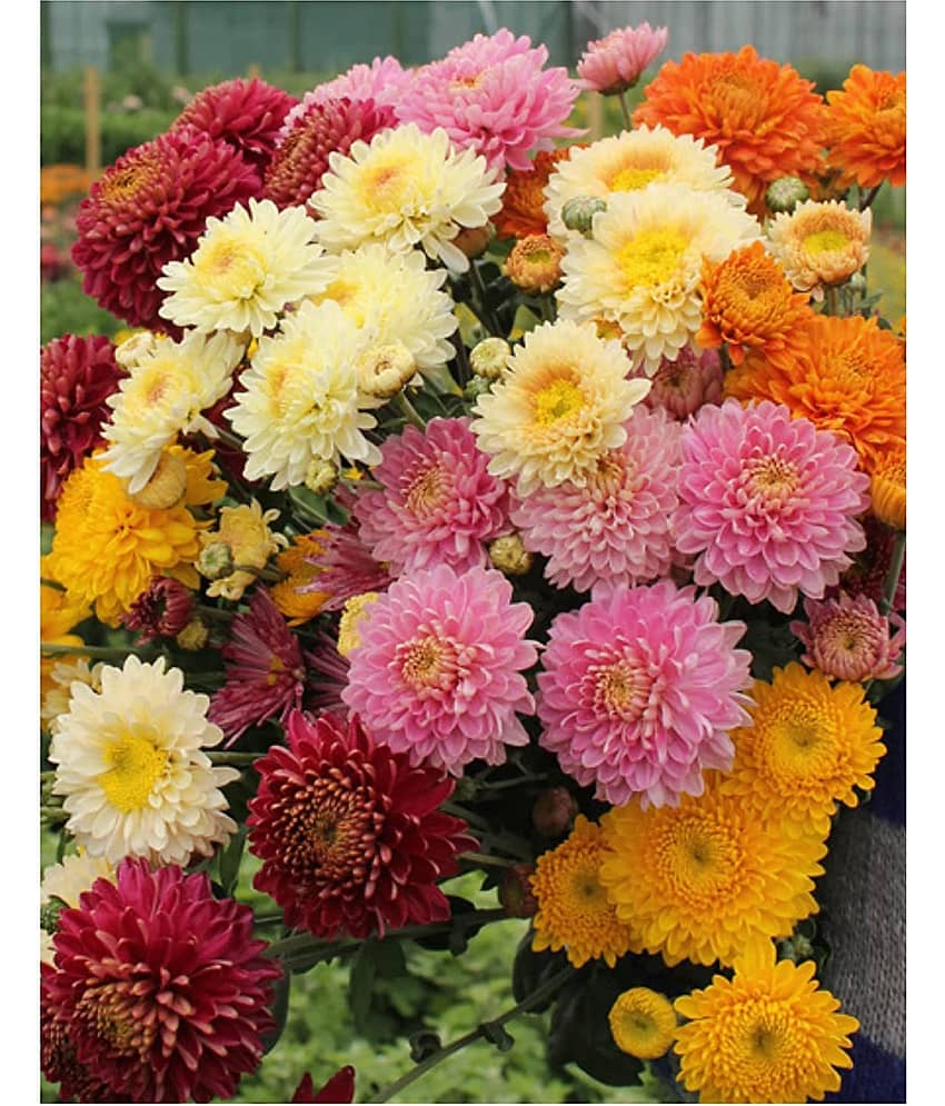 HN organic seed - Chrysanthemum Flower ( 50 Seeds )
