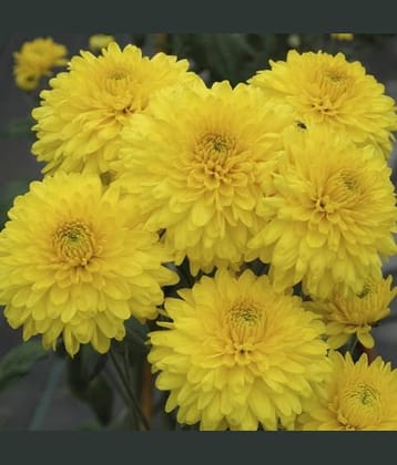 chrysanthemum yellow 30 seeds pack with free cocopeat and user manual