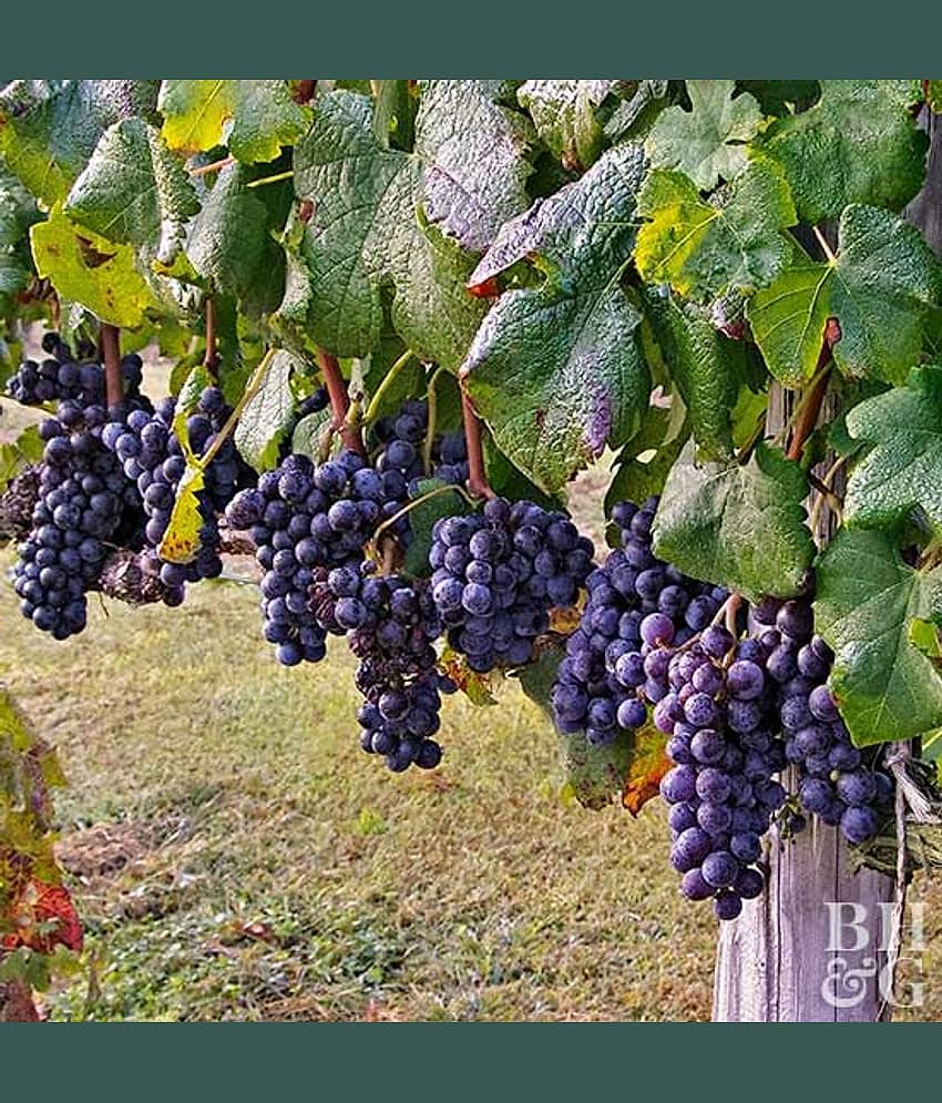 homeagro - Black Grape Fruit ( 20 Seeds )