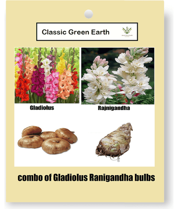 CLASSIC GREEN EARTH - Flower Seeds ( rangandha and gladiolus bulbs 4 )
